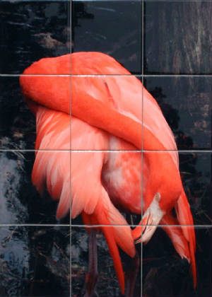 greaterflamingo.jpg