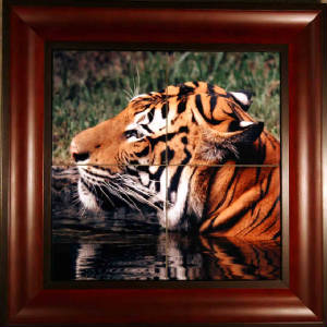 malayantiger.jpg