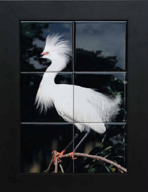 snowyegret2.jpg
